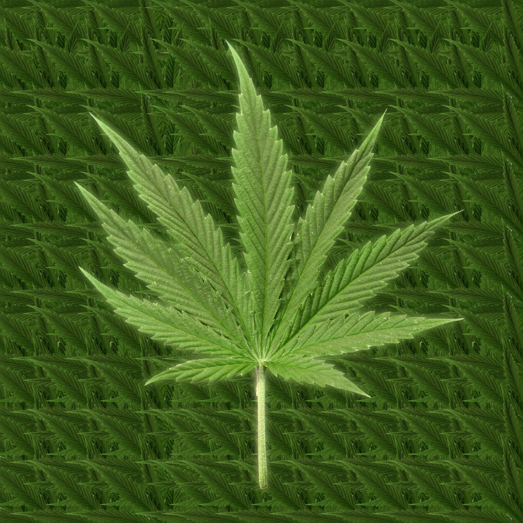 medicinal-marijuana-leaf